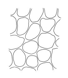 Daltonia splachnoides. exothecial cells. Drawn from A.J. Fife 7144, CHR 406014.
 Image: R.C. Wagstaff © Landcare Research 2017 